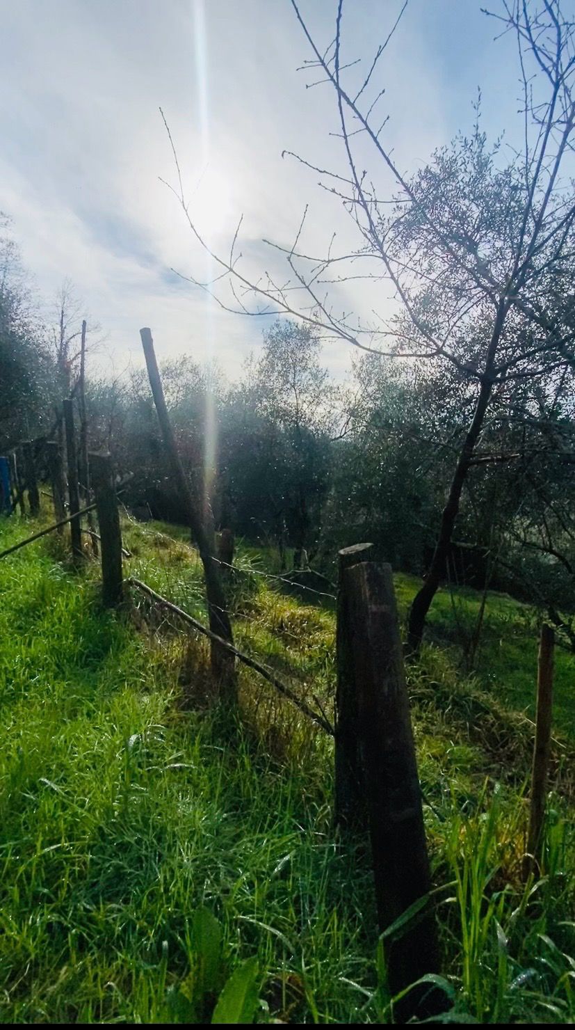 Indipendente con terreno, ulivi e vista mare – 15 min da Follo