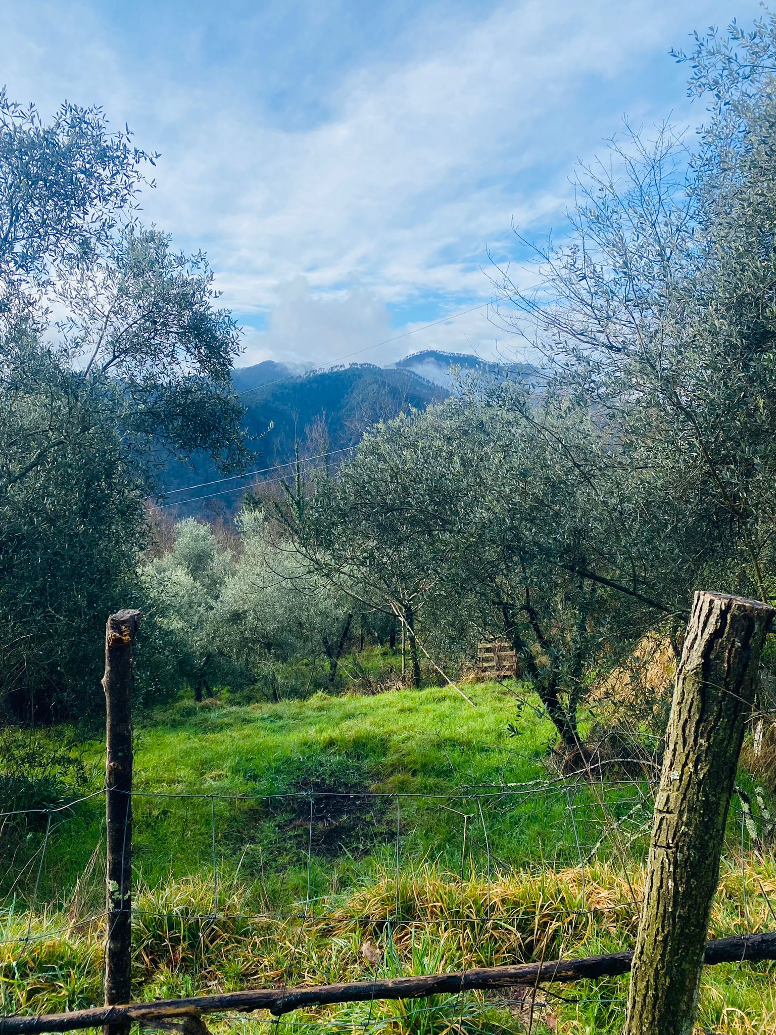 Indipendente con terreno, ulivi e vista mare – 15 min da Follo