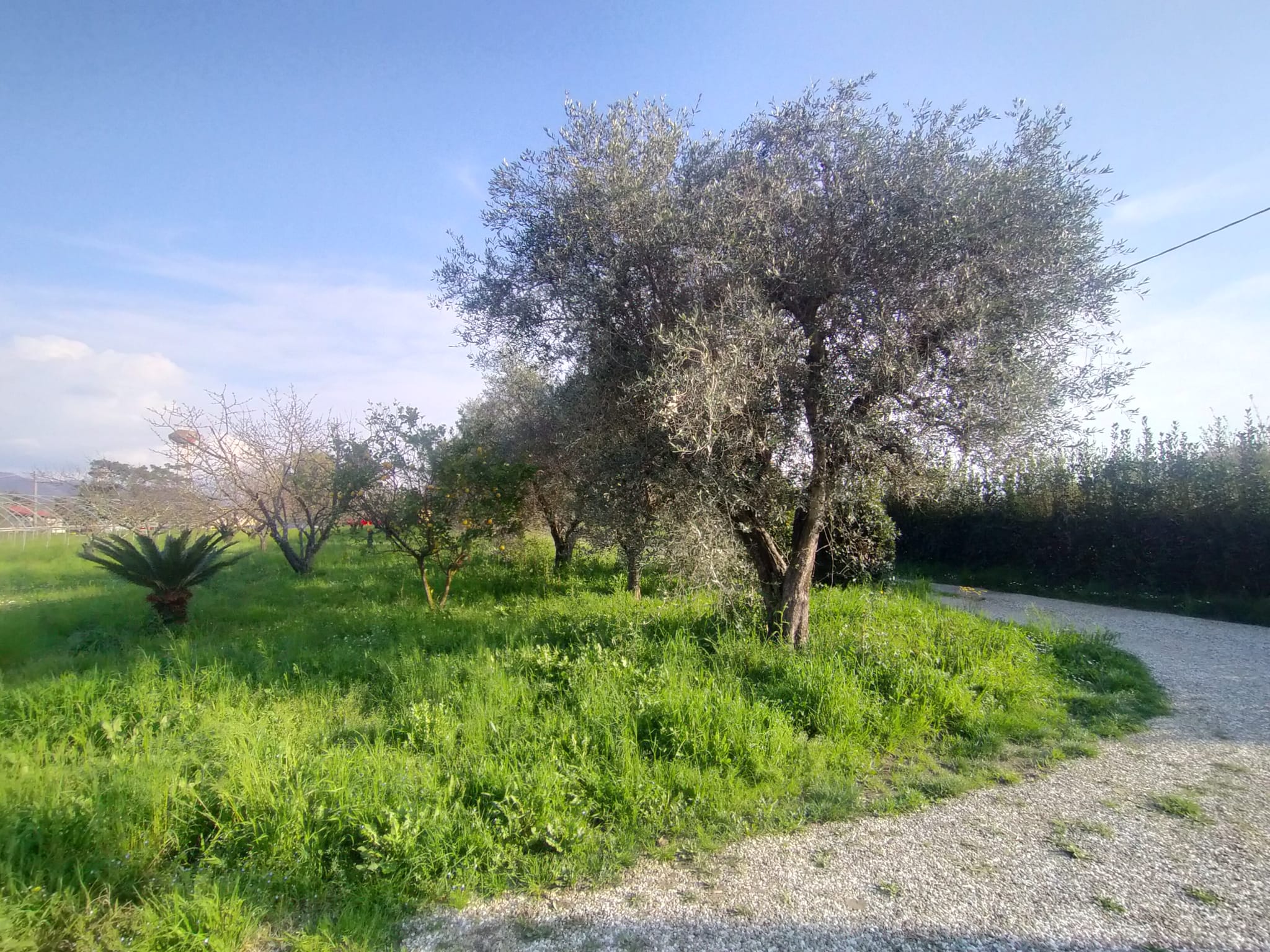 Una casa nella campagna più autentica tra Sarzana e Marinella 