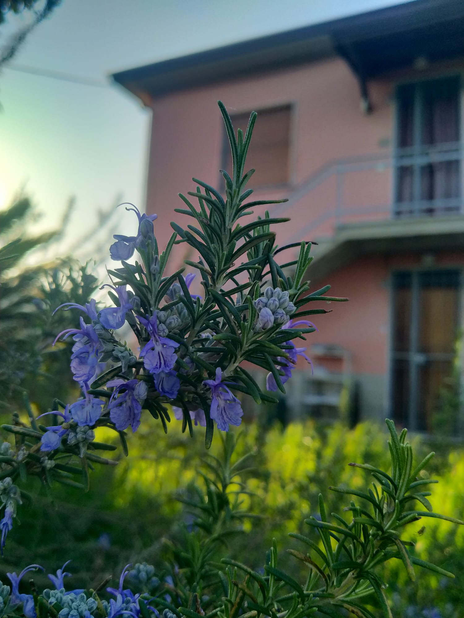 Una casa nella campagna più autentica tra Sarzana e Marinella 