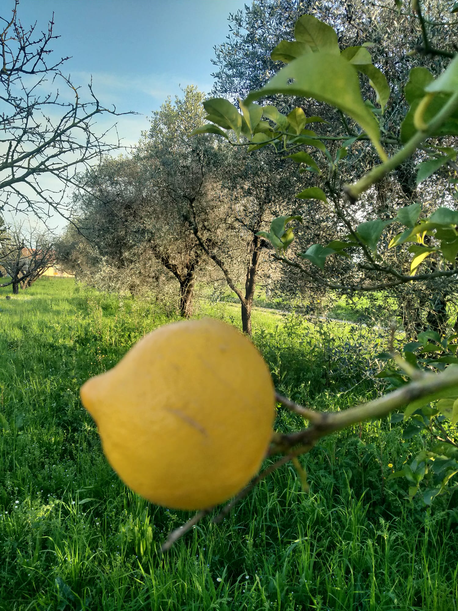 Una casa nella campagna più autentica tra Sarzana e Marinella 
