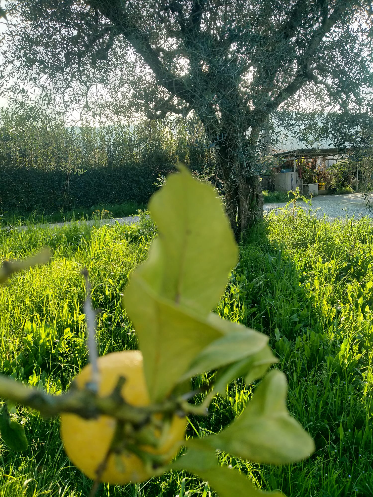 Una casa nella campagna più autentica tra Sarzana e Marinella 